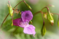 20141006-pink flower.jpg
