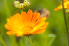 20141006-orange flower.jpg