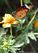 ESC_3455.jpg