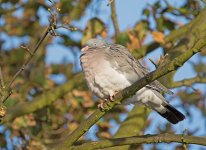 DSC_8923.jpg