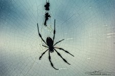 20141002-D71_6015-Edit.jpg