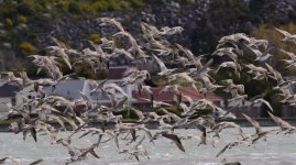 godwits.jpg