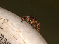Spider.jpg