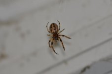 DSC_0177.jpg
