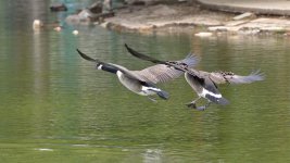 DSC_0311.jpg