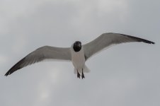Bird-1.jpg