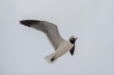 Bird-2.jpg