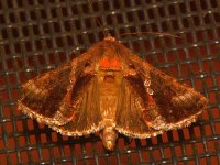 Moth.jpg