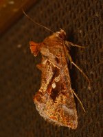 Moth3.jpg