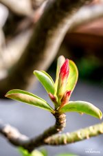 knospe-1.jpg