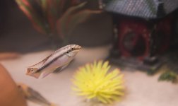 Cichlid1.jpg