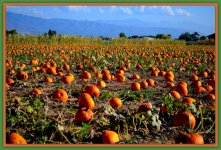 Harvesting Pumpkins.jpg