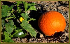 Three Stages of a Pumpkin.jpg