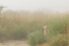 charlie-fog-a.jpg