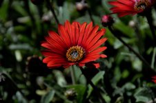 DSC_4584.jpg