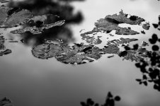 BurtonMereWaterLillies.jpg