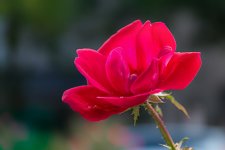 DSC_2357-Edit-2.jpg