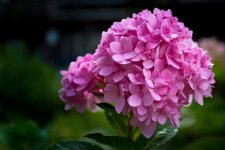 DSC_2360.jpg