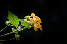 DSC_2364.jpg