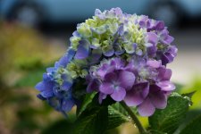 DSC_2373.jpg