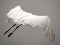 Heron13.jpg