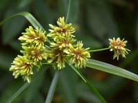 Sedge.jpg