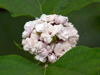 WhiteFlower.jpg