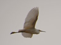 Egret3.jpg