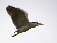 Heron5.jpg