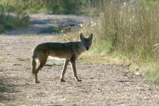 Coyote 240.jpg
