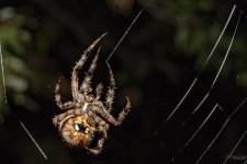 Spiderweb4.jpg