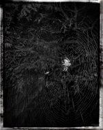 Spiderweb6.jpg