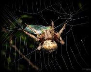 Spiderweb7.jpg
