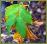 Changing Leaves.jpg