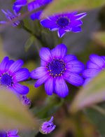 DSC_4494.jpg