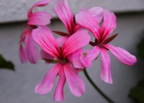 DSC_4502.jpg
