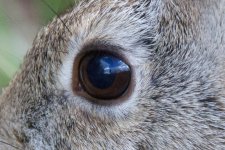 BunnyTest 240.jpg