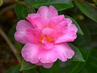 Camillia.jpg