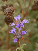 Salvia.jpg