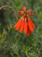 RedFlower.jpg
