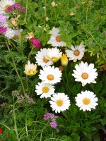 Flowers.jpg