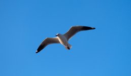 Seagull2.jpg