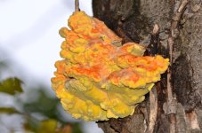 DSC_0391.jpg