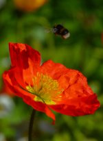 DSC_4517.jpg