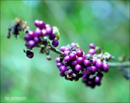 DSC_6097.jpg