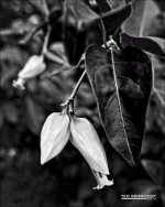 DSC_6103bw.jpg