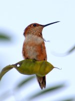 Hummer5.jpg