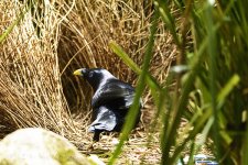 NEW_9856_webshot.jpg