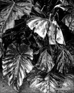 DSC_6152bw.jpg