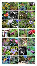 DFB Arbor Collage 2014-10-13.jpg